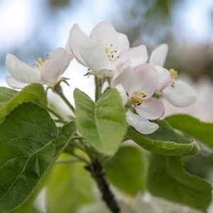 Meet your Posher, Joanne